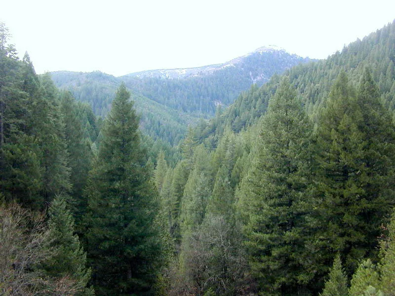 Cultivo de Coníferas