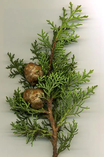 Cultivo de Cupresáceas