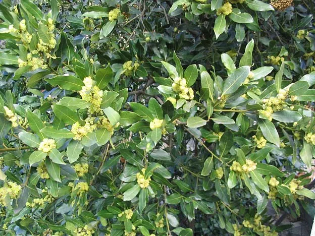 Cultivo de Laurel