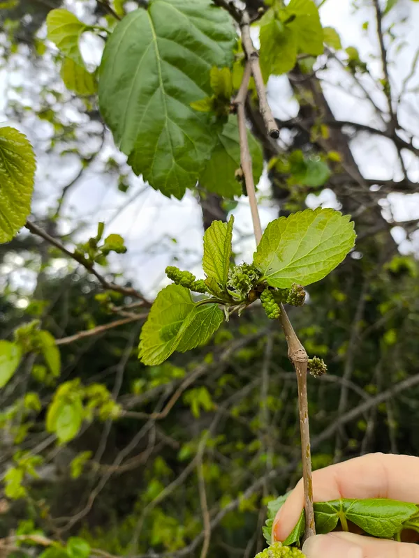 Cultivo de Moreras