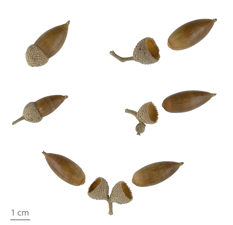 Cultivo de Quercus