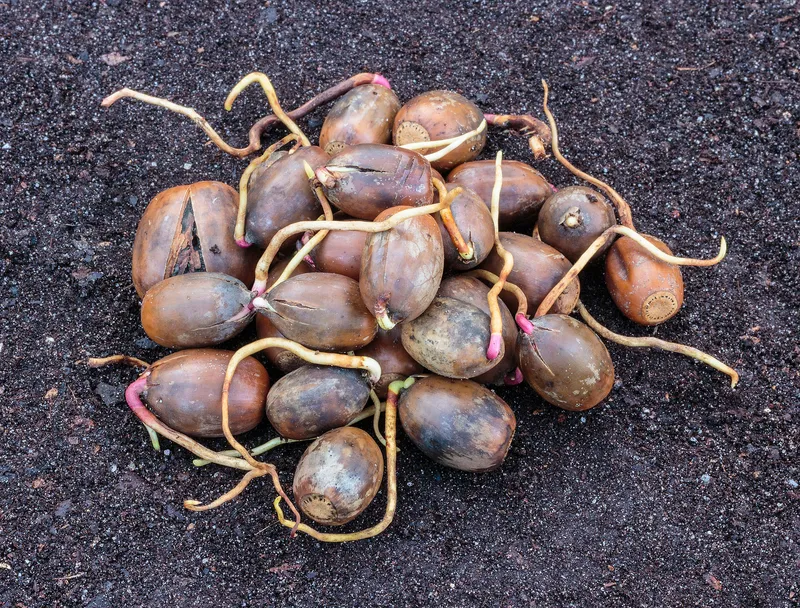 Cultivo de Robles
