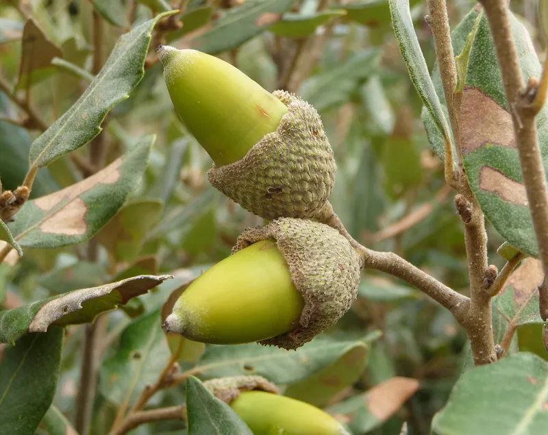 Cultivo de Encina