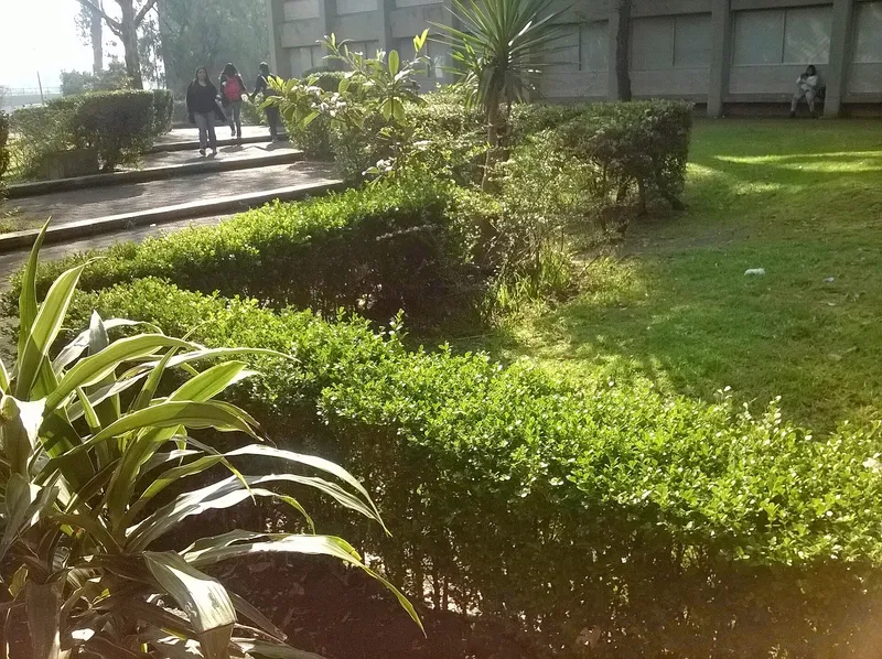 Cultivo de Arbustos y pequeños árboles ornamentales