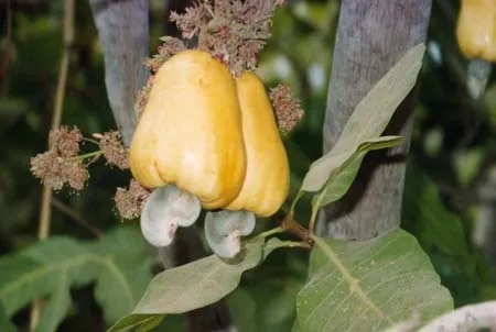 Cultivo de Anacardiáceas
