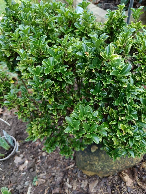 Cultivo de Bojs