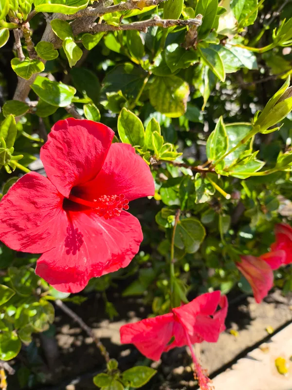 Cultivo de Hibiscos