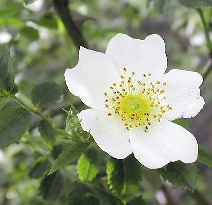 Cultivo de Rosáceas