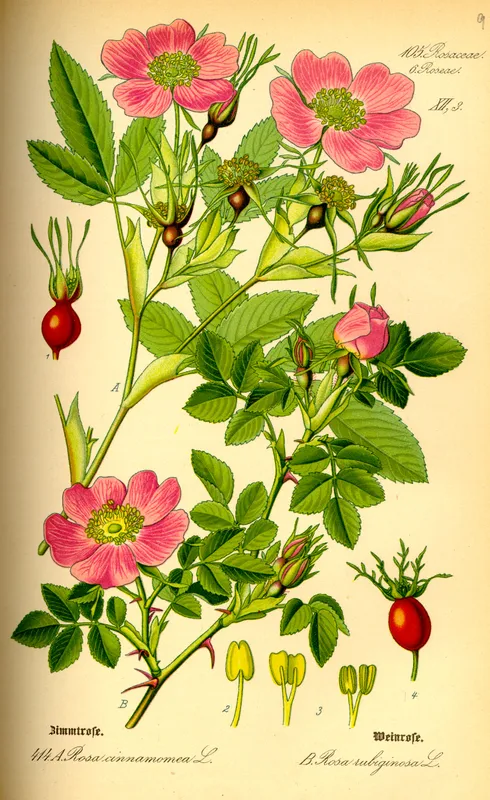 Cultivo de Rosales