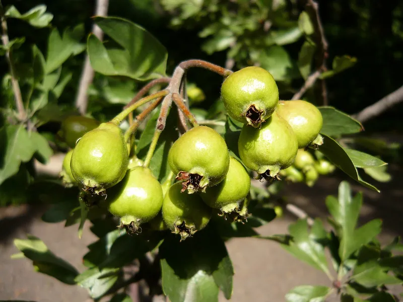Cultivo de Acerolo