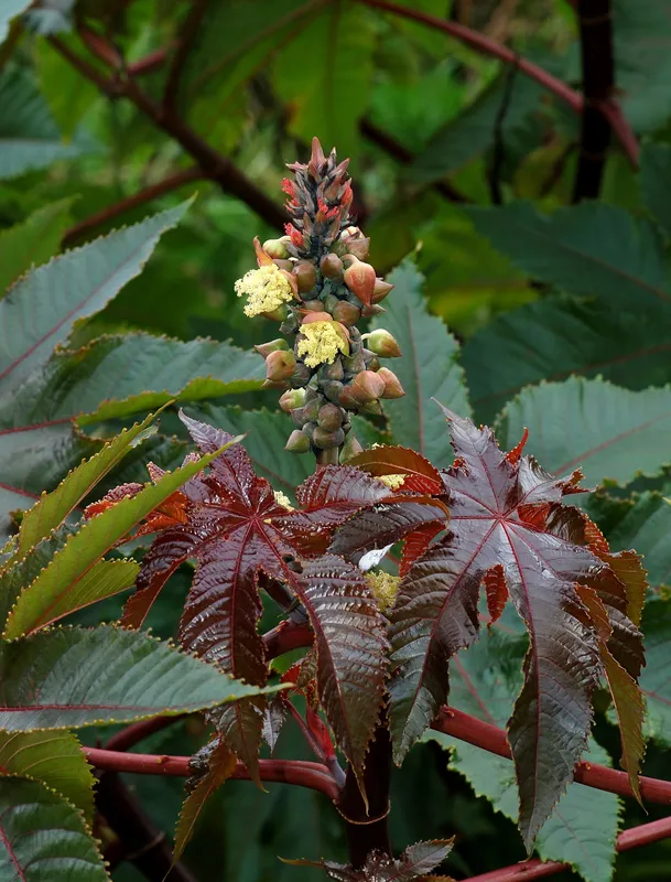 Cultivo de Ricino