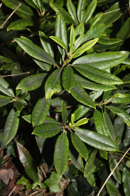 Cultivo de Azaleas y rododendros