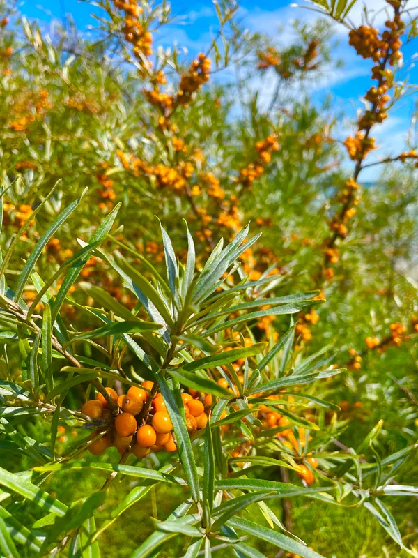 Cultivo de Espino amarillo, cambrón