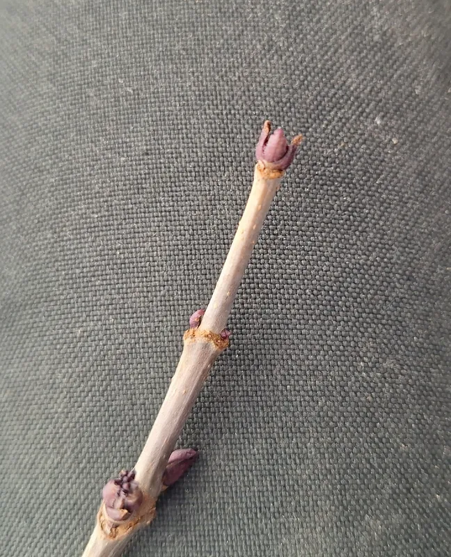 Cultivo de Saúcos