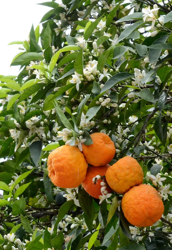 Cultivo de Naranjo