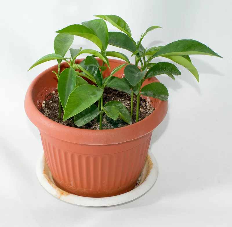Cultivo de Mandarino (incluido clementino e híbridos)