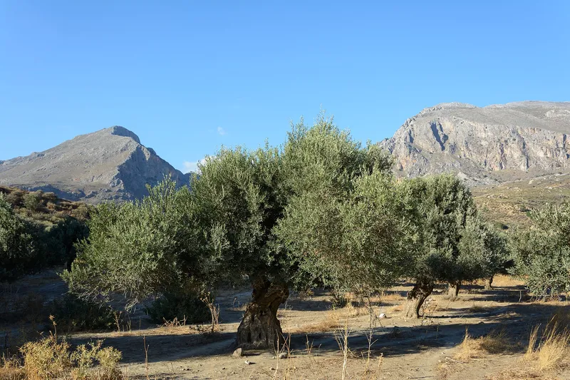 Cultivo de Olivo