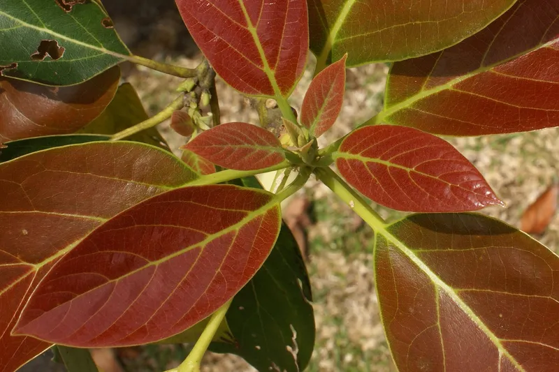 Cultivo de Aguacate