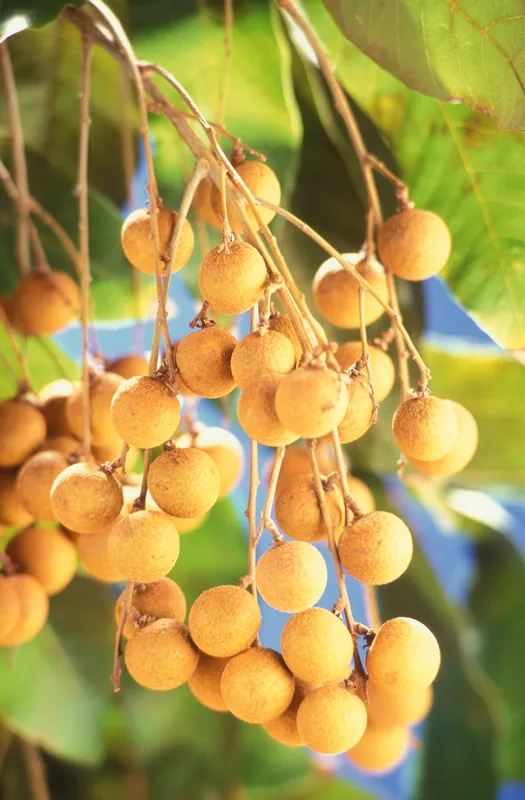 Cultivo de Ojo de dragón, longan