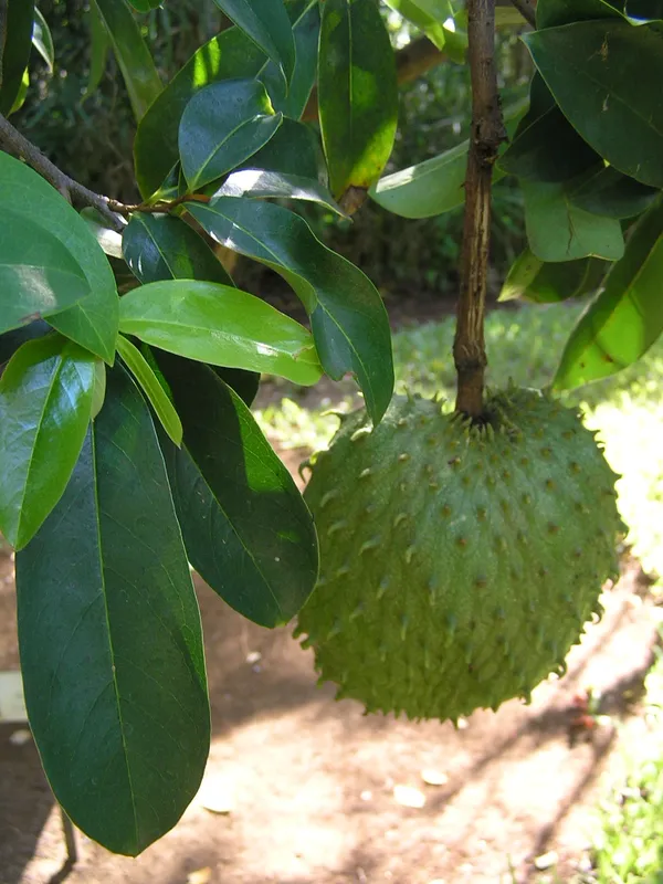 Cultivo de Guanábano
