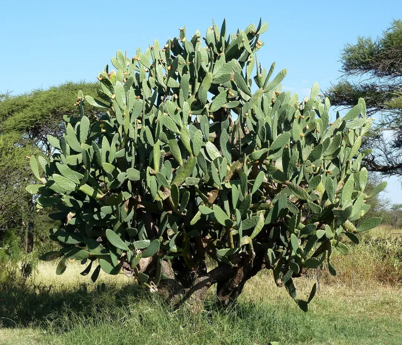 Cultivo de Chumbera