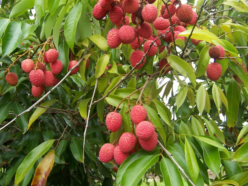 Cultivo de Lichi