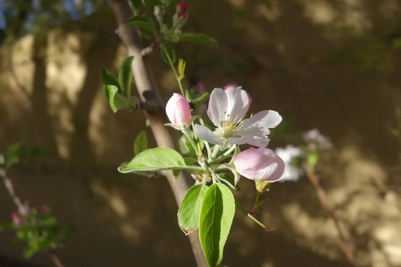 Cultivo de Manzano