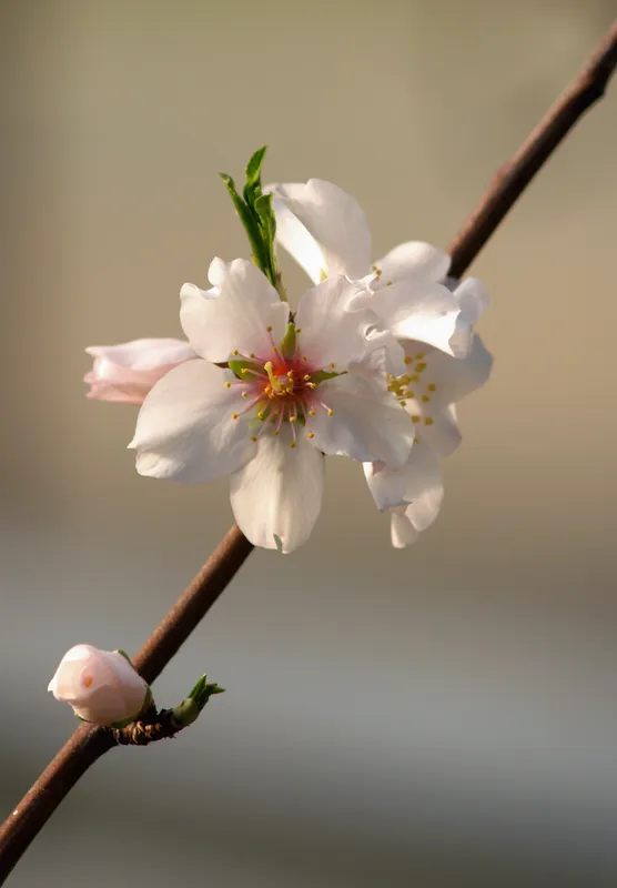 Cultivo de Almendro