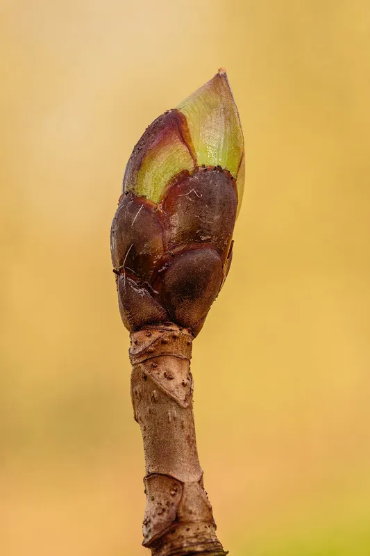 Cultivo de Castaño