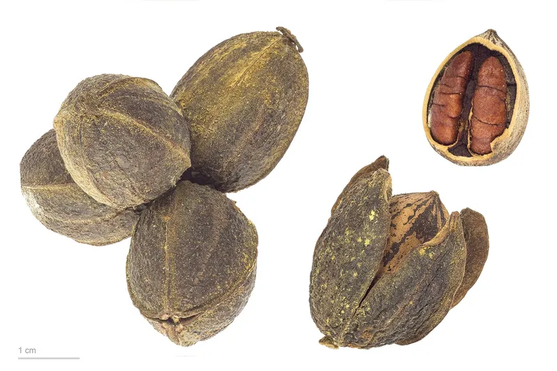 Cultivo de Pacano, nuez de pecán
