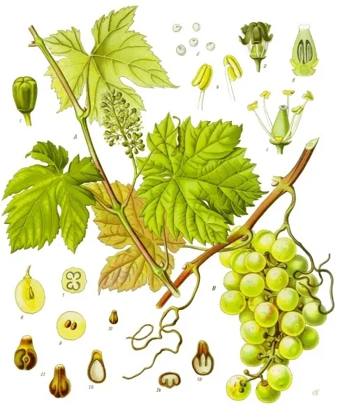 Cultivo de Vid de vinificación