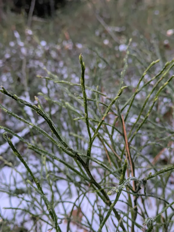 Cultivo de Arándano, mirtilo