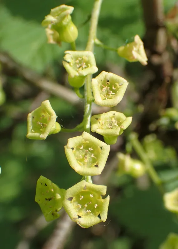 Cultivo de Grosellero