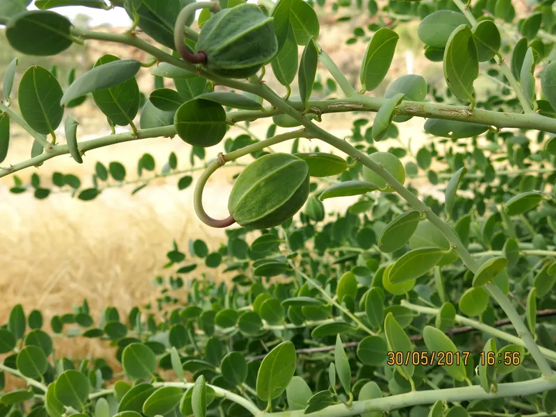 Cultivo de Alcaparra