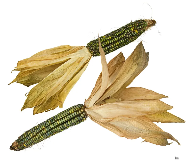 Cultivo de Maíz