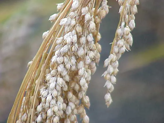 Cultivo de Mijo