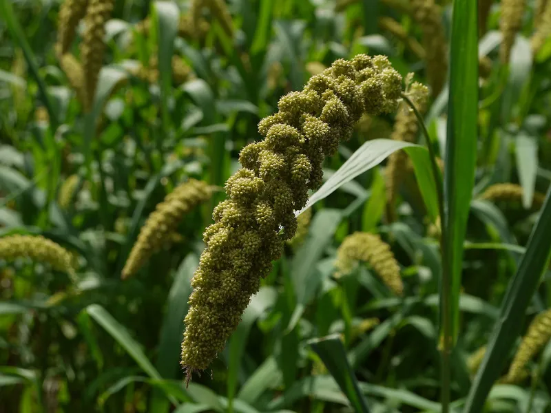 Cultivo de Panizo, moha