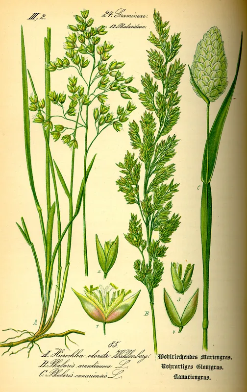 Cultivo de Alpiste