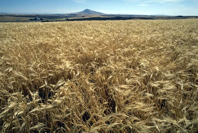 Cultivo de Cebada