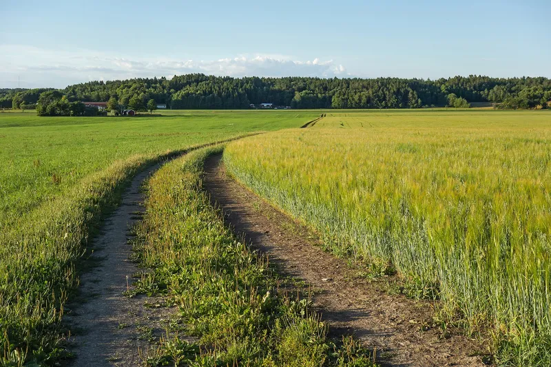 Cultivo de Avena