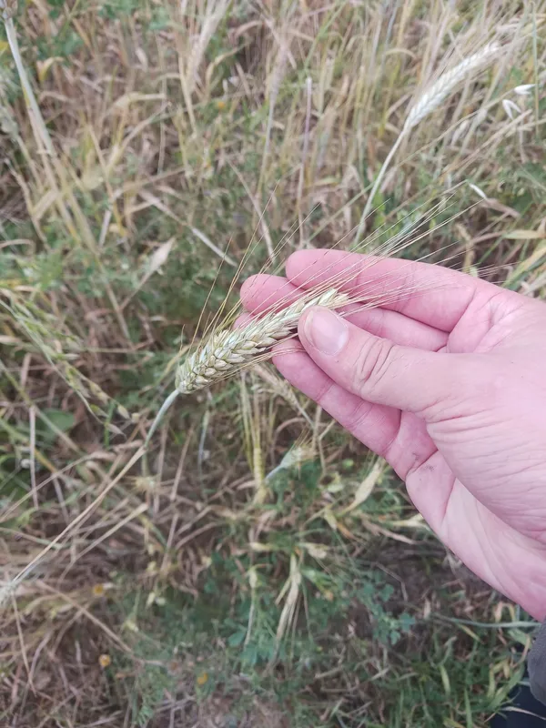 Cultivo representativo de Tritordeum