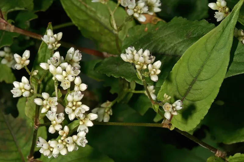 Cultivo de Alforfón