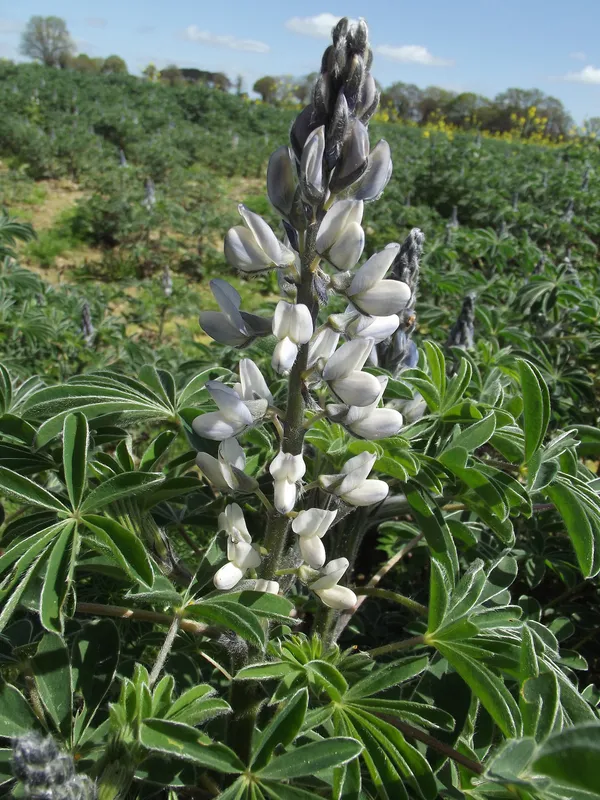 Cultivo de Altramuz