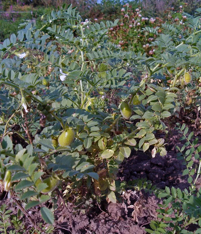 Cultivo de Garbanzo
