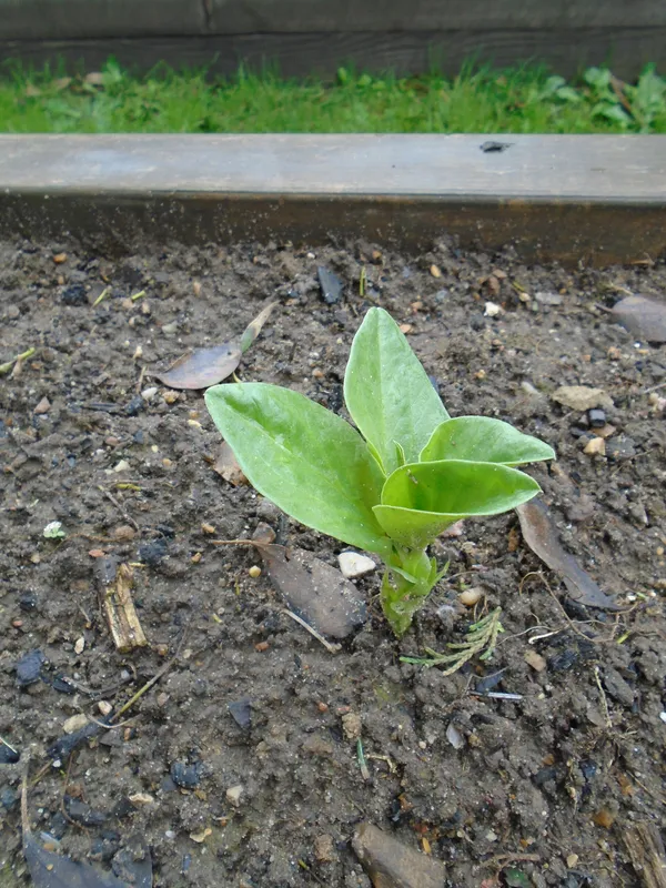 Cultivo de Haba para grano