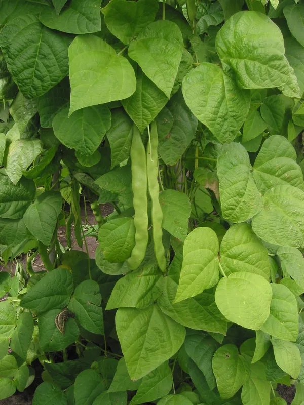 Cultivo de Judía para grano