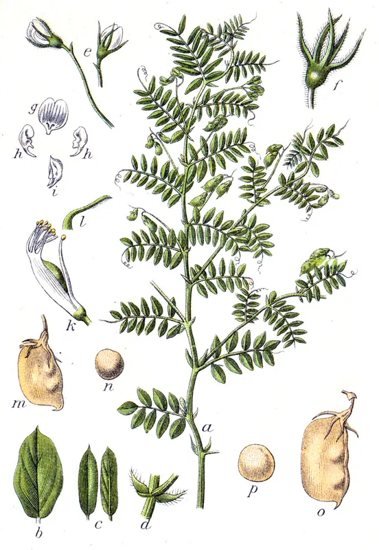 Cultivo de Lenteja