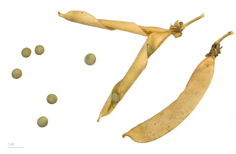 Cultivo de Guisante para grano