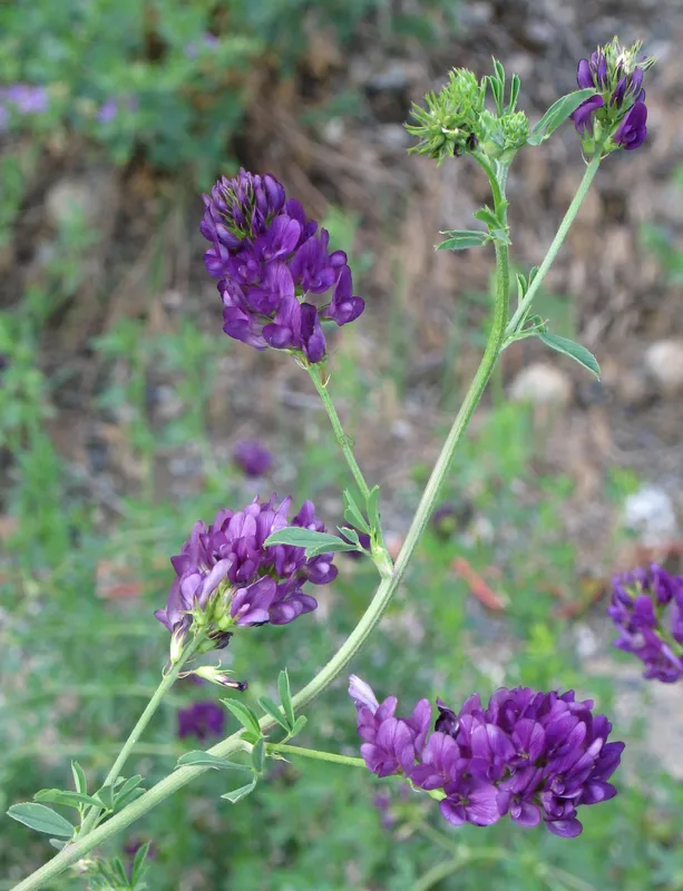 Cultivo de Alfalfa