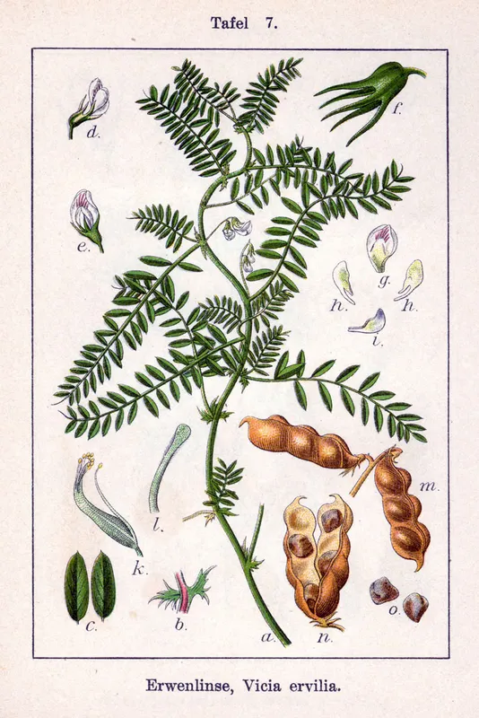 Cultivo de Yeros